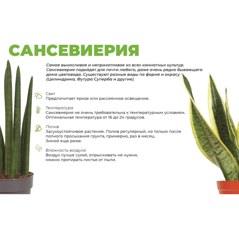 Сансевиерия Футура Суперба в кашпо Эви 1,5л бел,дм 14см,выс 30-40, РС117.8