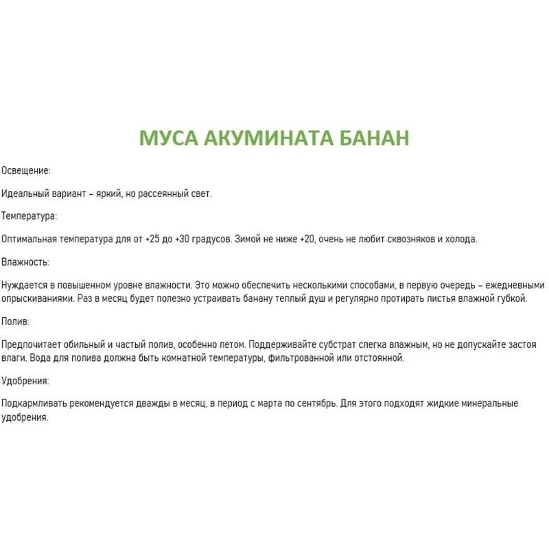 Муса акумината банан мини в тех.горшке, РМ110