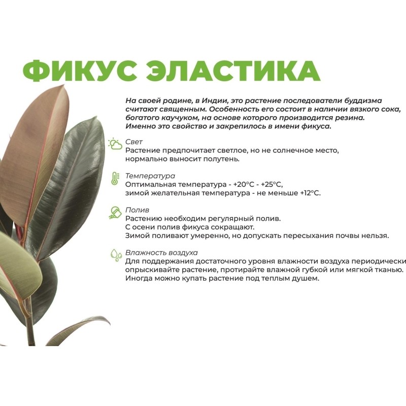 Фикус эластика софия в тех.горшке, РМ111