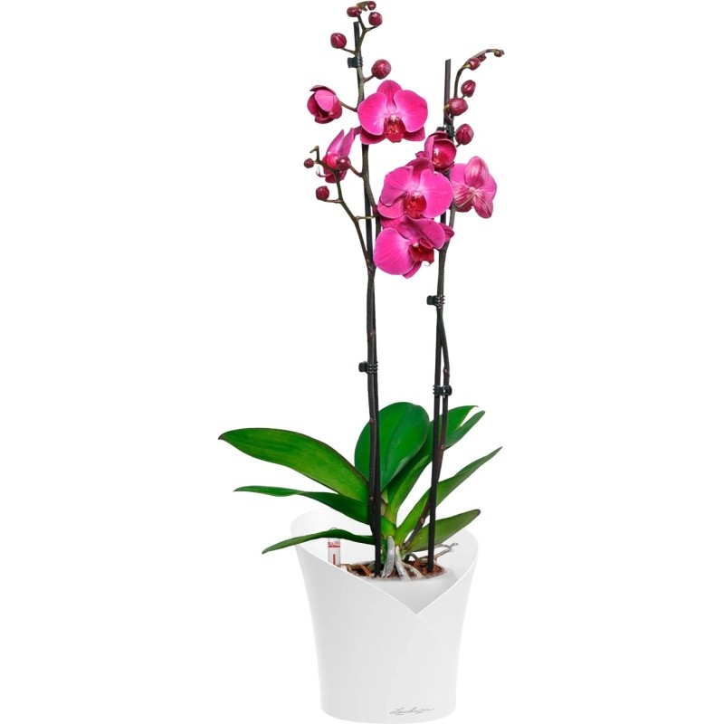 Орхидея Фаленопсис Фуксия в ORCHIDEA 18, белый