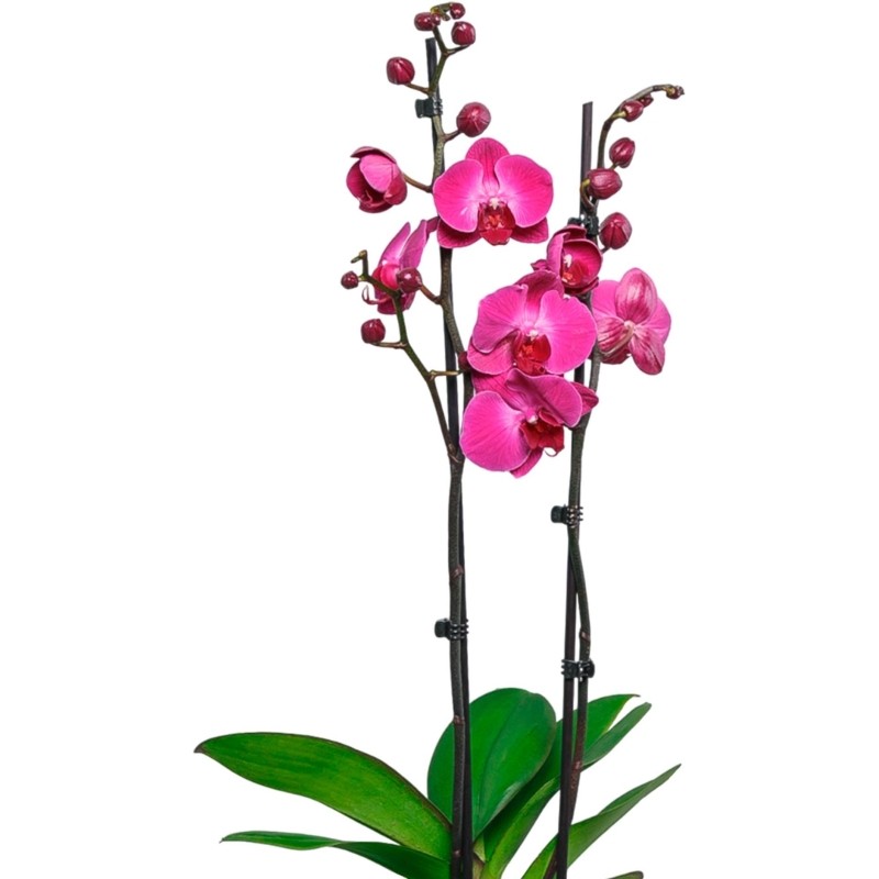Орхидея Фаленопсис Фуксия в ORCHIDEA 18, белый
