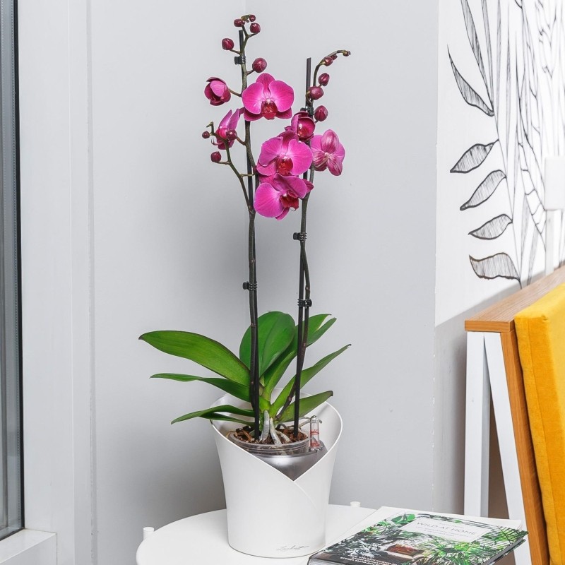 Орхидея Фаленопсис Фуксия в ORCHIDEA 18, белый