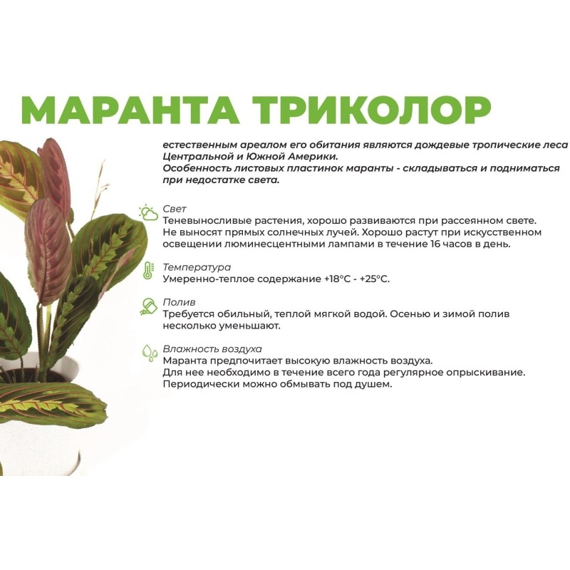 Маранта триколор в кашпо Росси 1.9л красный, выс 25-30 см, РС00039.07