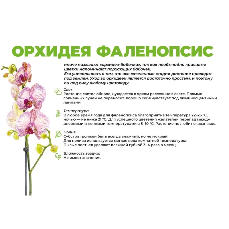 Орхидея фаленопсис 1ств.12дм чудо природ кашпо OSLO 13,5дм,50-70см,816607КБ