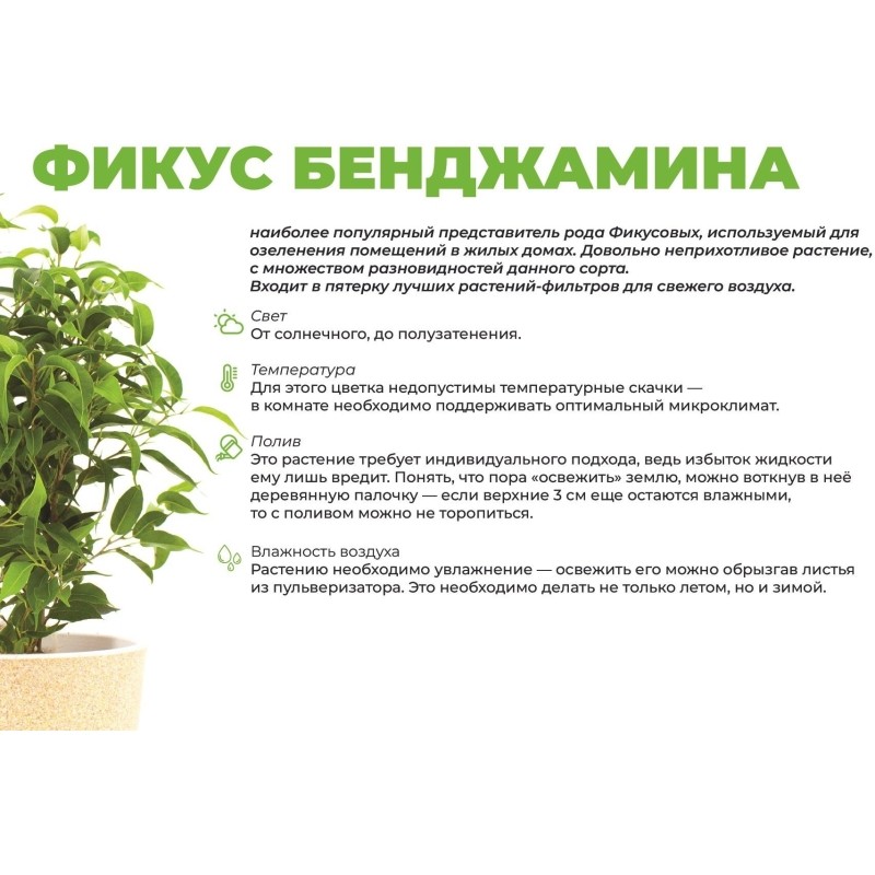 Фикус бендж.кинки в кашпо Росси 1.9л зеленый, выс 25-30 см, РС0120.01