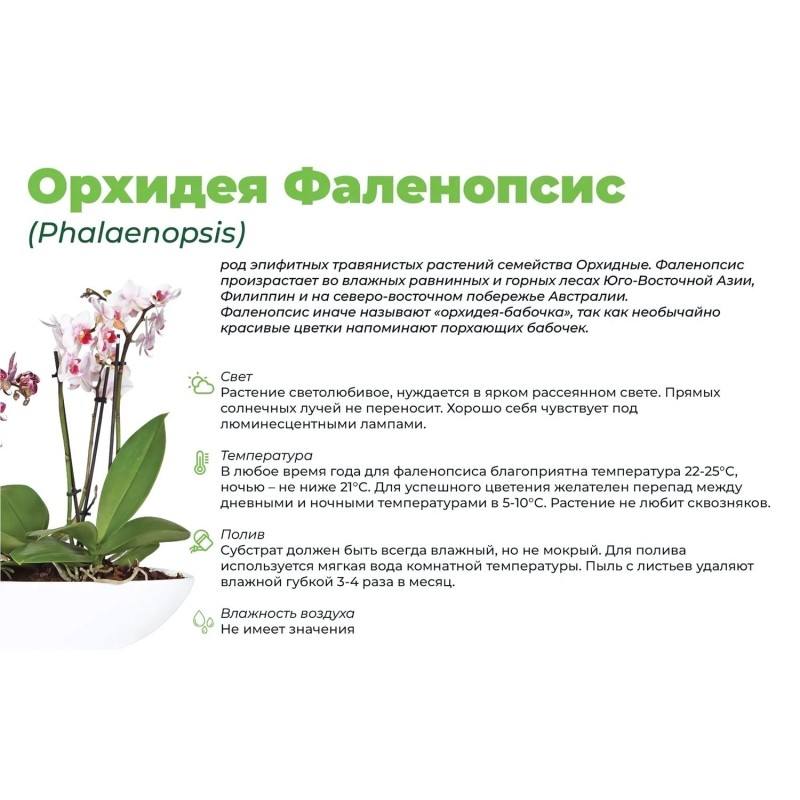 Орхидея фаленопсис 3 ствола белый,кашпо, дм 45 см; выс 10/50 см,Smarts-01.5