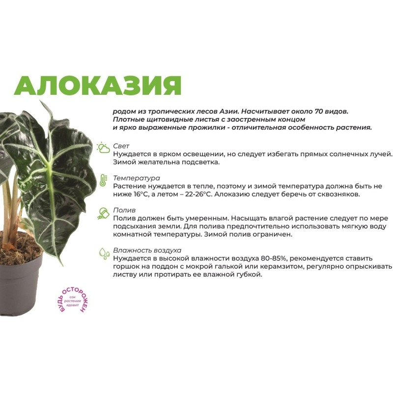 Набор из 2 растений Алоказия анторо вельвет в тех.горшке дм 6 см, РМ93-2