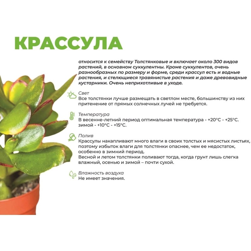 Крассула овата в технолог. горшке дм 12 см, выс 10-20 см, РС00062