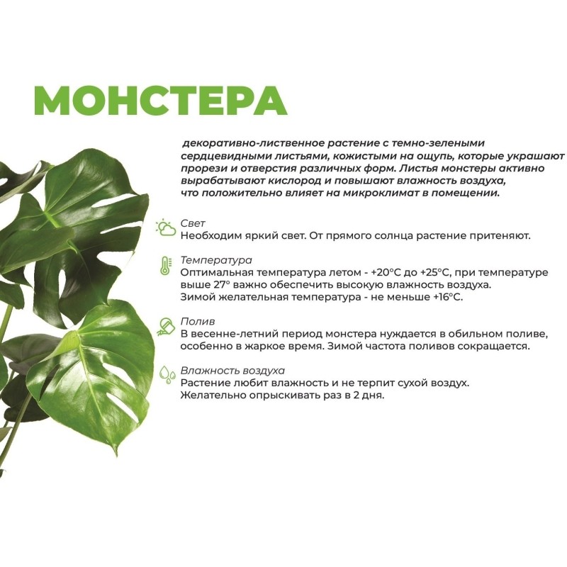 Монстера обликва манки маск 3шт (пересаж) в кашпо Фабио 9,5л белый,РСК25.ЯБ
