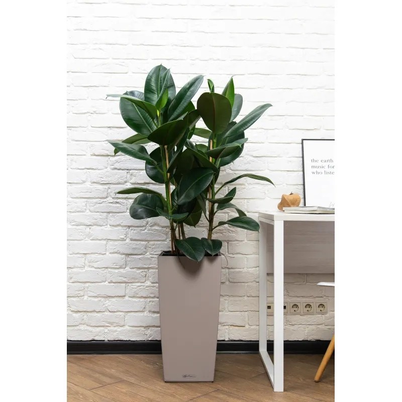 Фикус Эластика Робуста CUBICO 30/130 см, песочно-коричневый