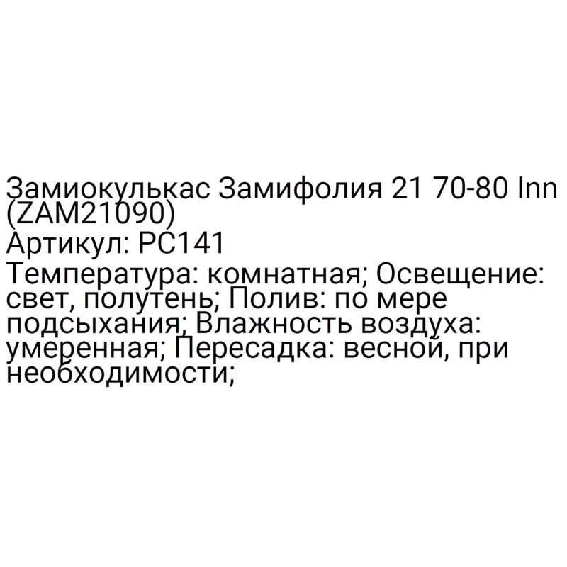 Замиокулькас Замифолия 21 70-80 Inn (ZAM21090), РС141