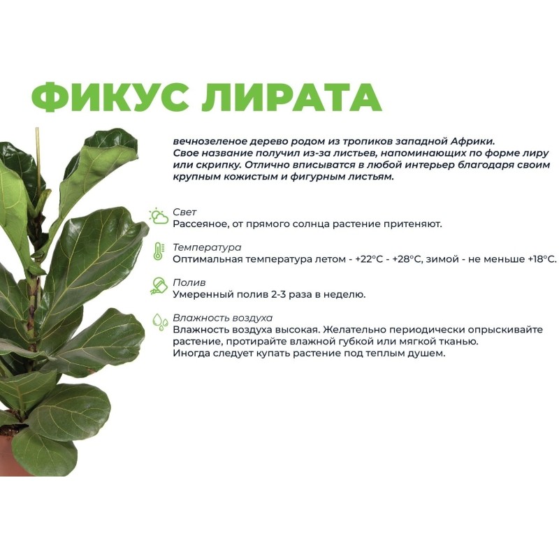 Фикус лирата бамбино 3шт(пересаж)кашпо Фабио 9,5л олив,выс 30-40см,РСК23.ЯО