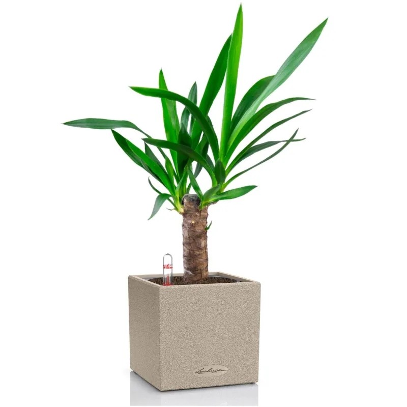 Юкка CANTO STONE 14/55 см, графитовый черный