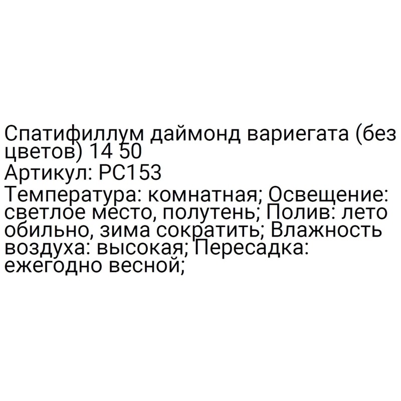 Спатифиллум даймонд вариегата (без цветов) 14 50, РС153