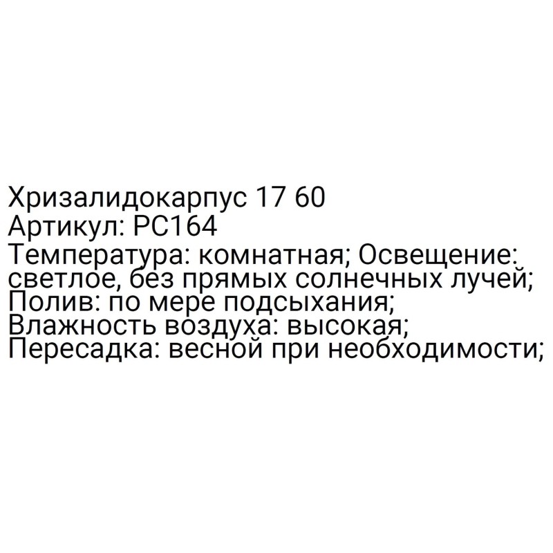 Хризалидокарпус 17 60, РС164
