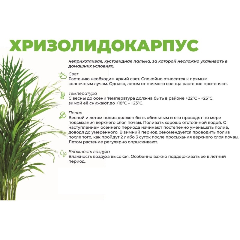 Хризалидокарпус пальма 3шт (пересаж) в кашпо Фабио 9,5л белый, РСК29.ЯБ