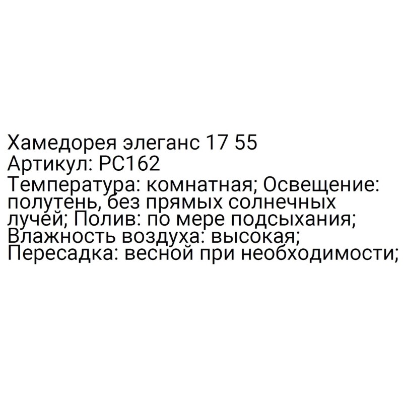 Хамедорея элеганс 17 55, РС162