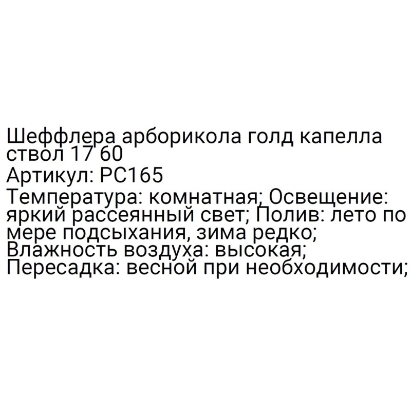 Шеффлера арборикола голд капелла ствол 17 60, РС166