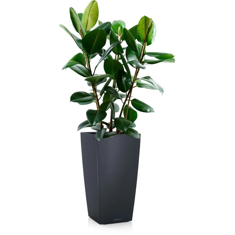 Фикус Эластика Робуста CUBICO 30/130 см, серый