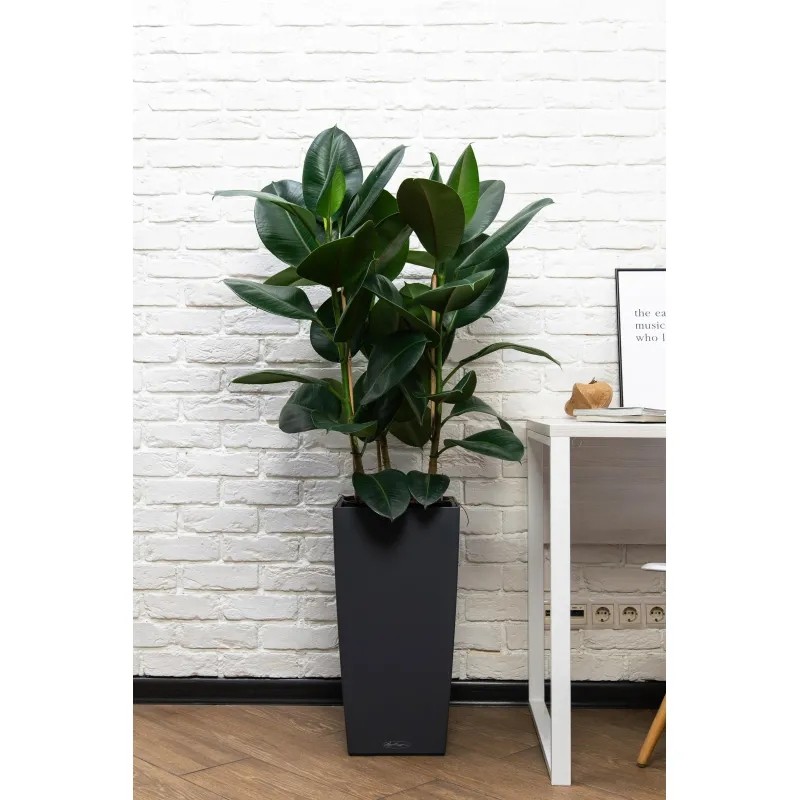 Фикус Эластика Робуста CUBICO 30/130 см, серый