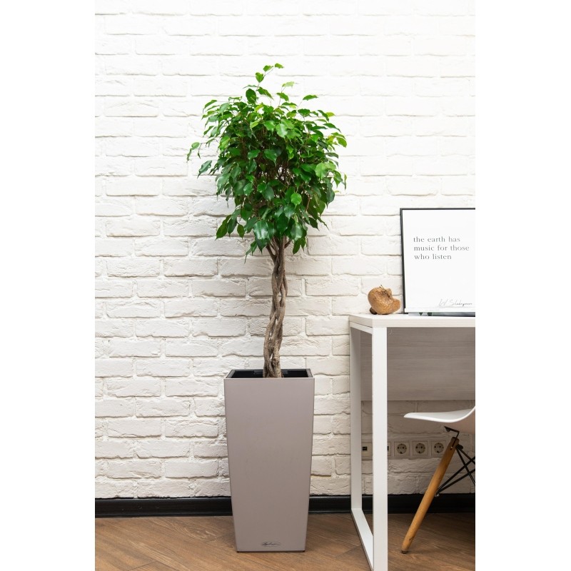 Фикус Экзотика переплетенный CUBICO Color 30/140 см, песочно-коричневый