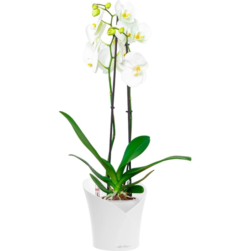 Орхидея Фаленопсис Кембридж в ORCHIDEA 18, белый