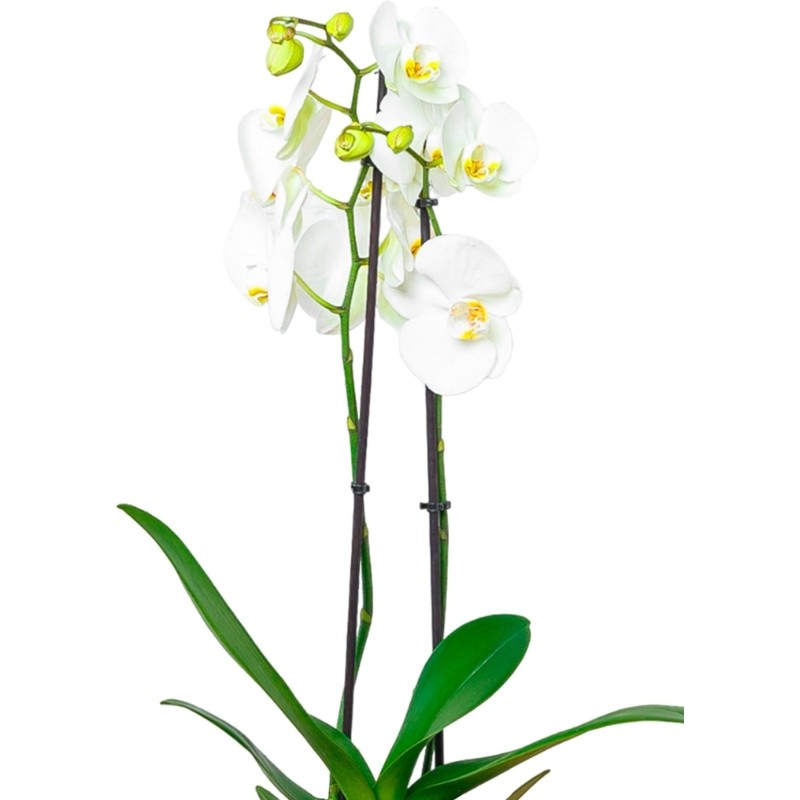 Орхидея Фаленопсис Кембридж в ORCHIDEA 18, белый