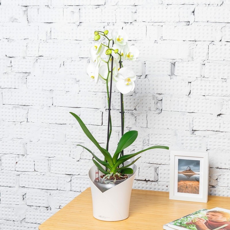 Орхидея Фаленопсис Кембридж в ORCHIDEA 18, белый