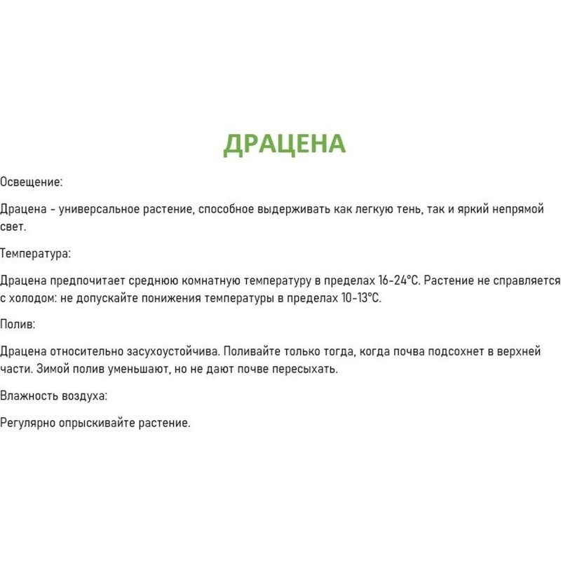 Драцена джанет крейг на стволе в тех.горшке дм 12 см высота 35-40 см, РС182