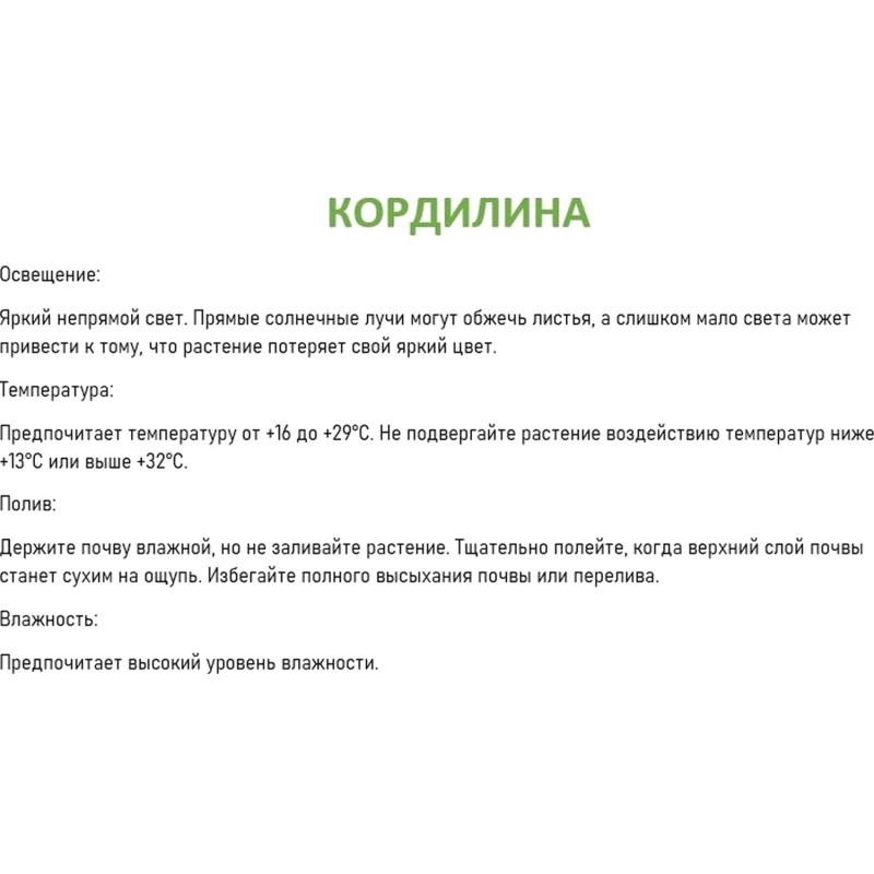 Набор из 2 растений Кордилина компакта в тех.горшке дм 6 см, РМ24-2