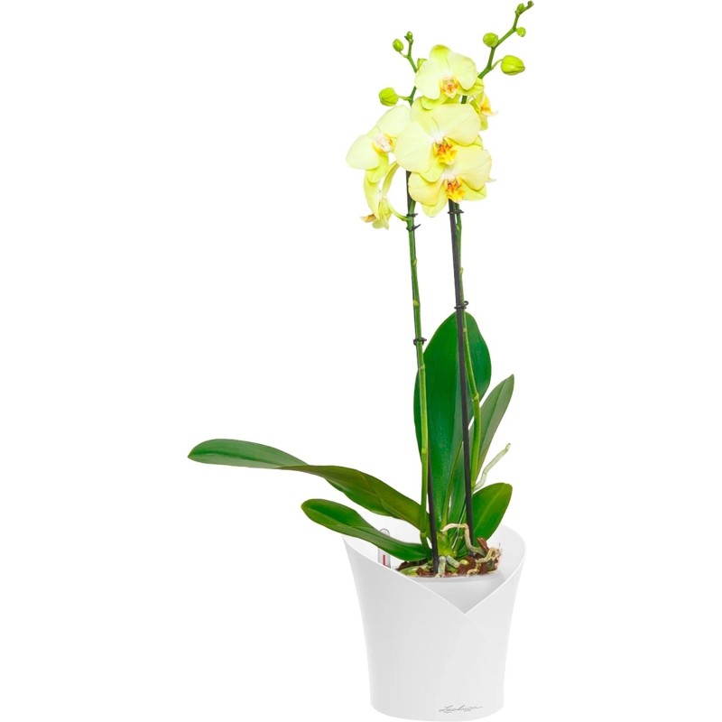 Орхидея Фаленопсис Желтая в ORCHIDEA 18, белый