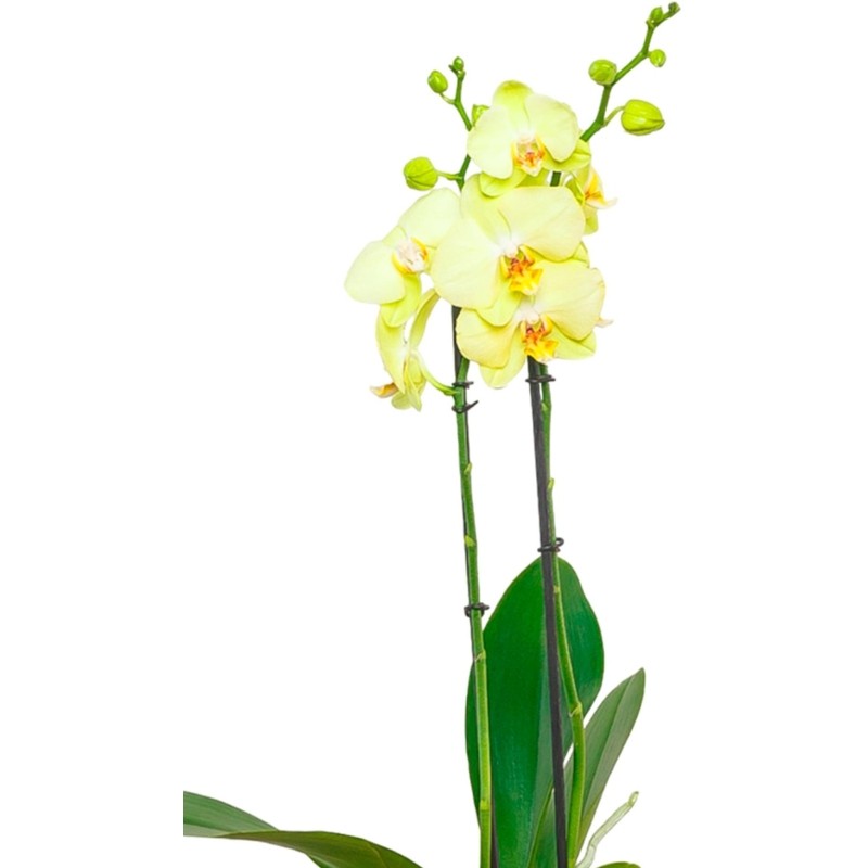 Орхидея Фаленопсис Желтая в ORCHIDEA 18, белый