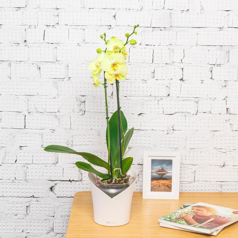Орхидея Фаленопсис Желтая в ORCHIDEA 18, белый