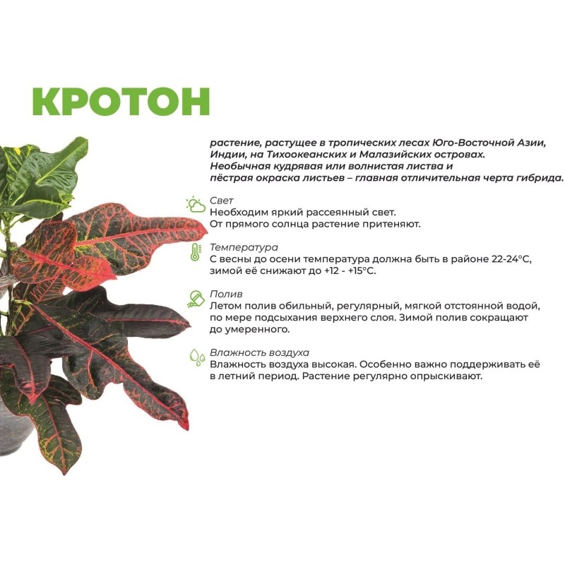 Набор из 2 растений Кротон экскуренс в тех.горшке дм 6 см, РМ33-2