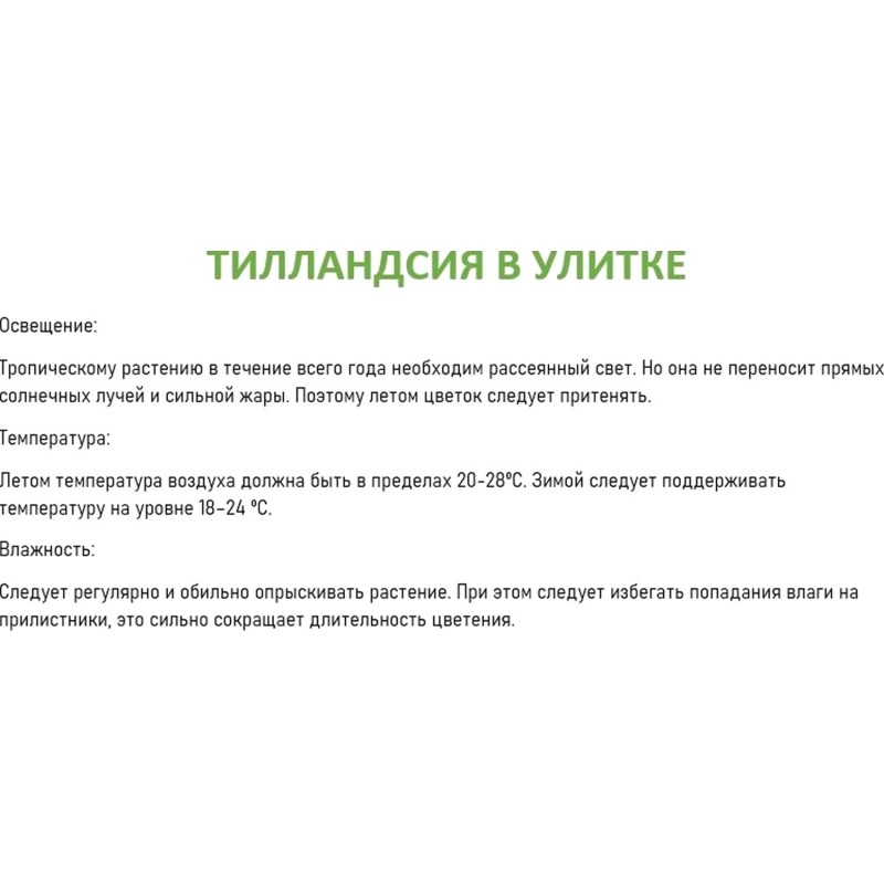 Тилландсия в улитке в колбе дм 11 см выс  38-40 см, РС185