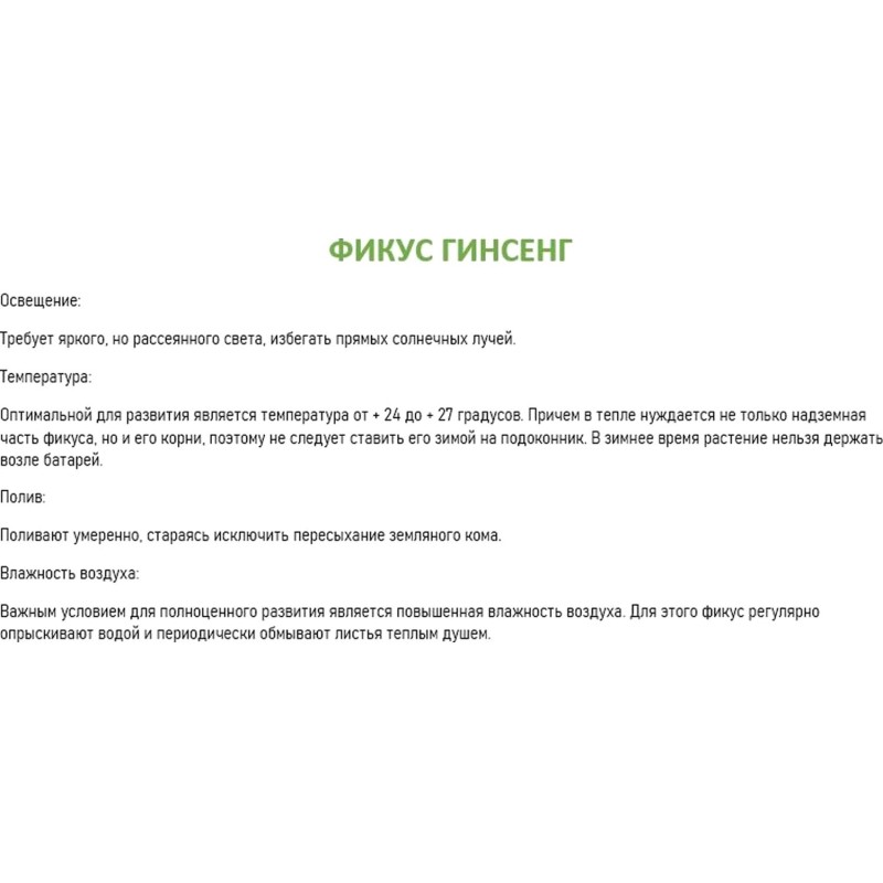 Набор из 2 растений Фикус Гинсенг Ретуза в тех. горшке дм 7 см, РМ48-2