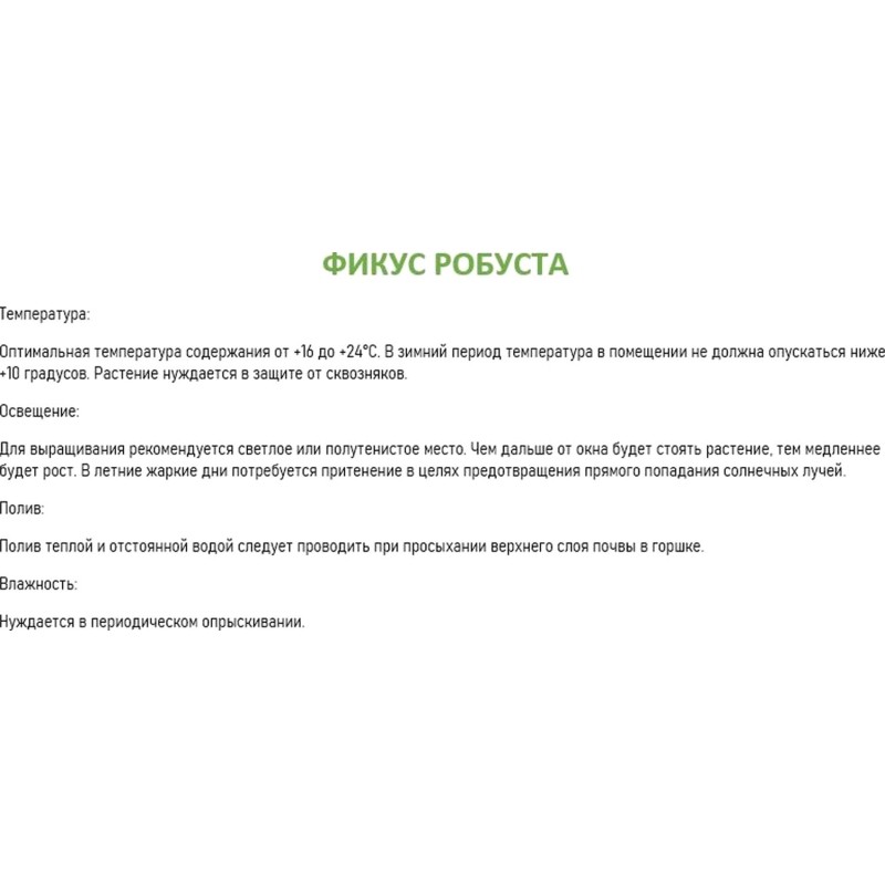 Набор из 2 растений Фикус робуста в тех.горшке дм 6 см, РМ51-2