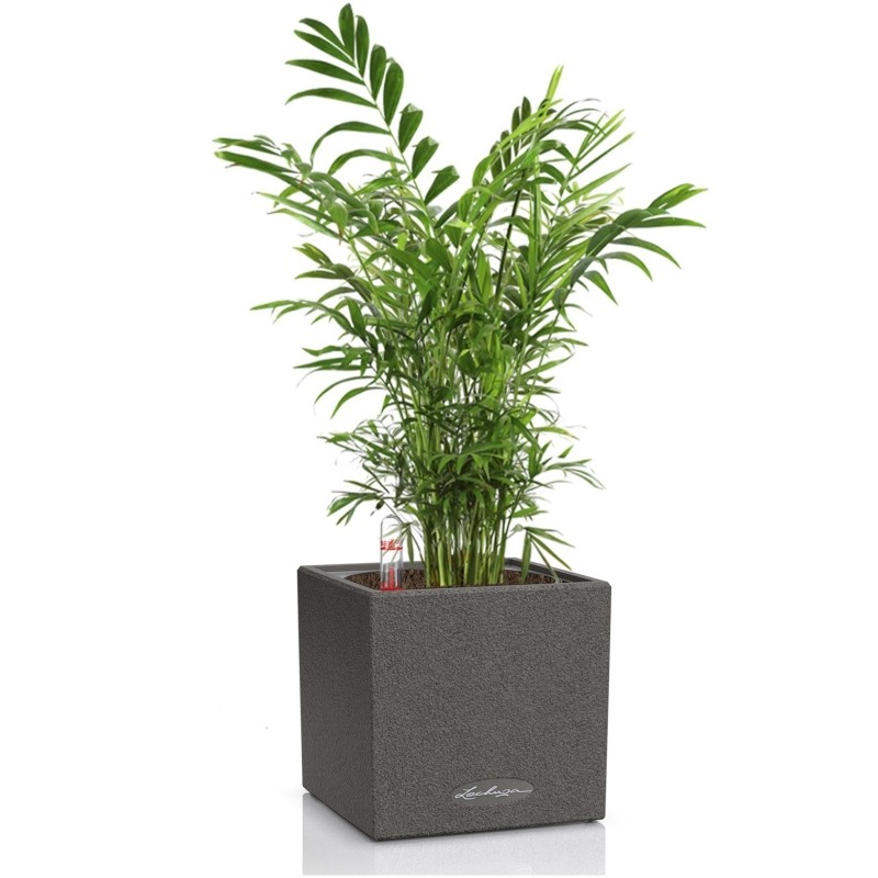 Хамедорея CANTO STONE 14/35 см, графитовый черный
