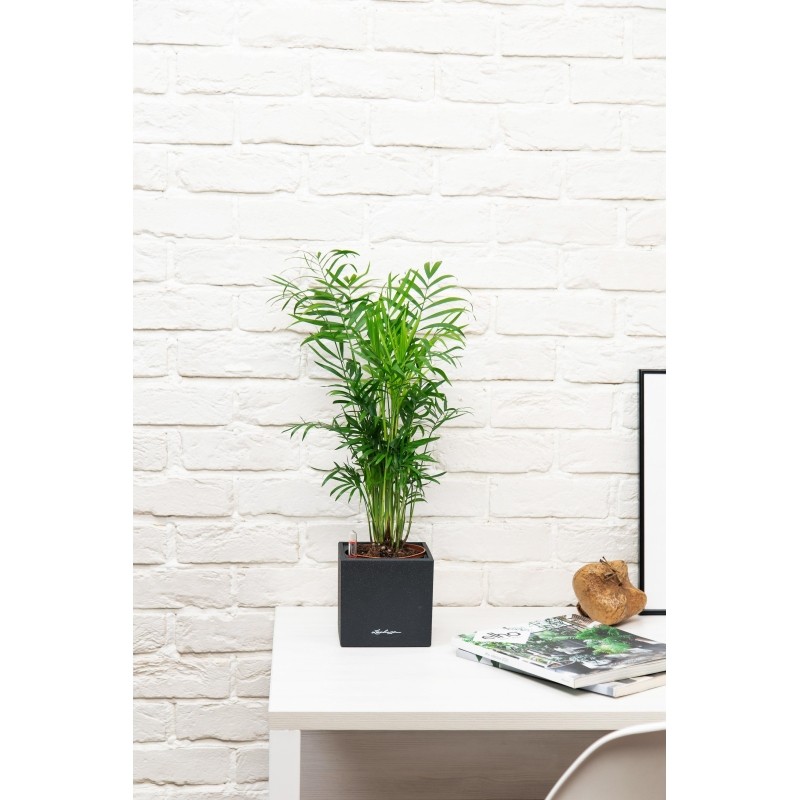 Хамедорея CANTO STONE 14/35 см, графитовый черный