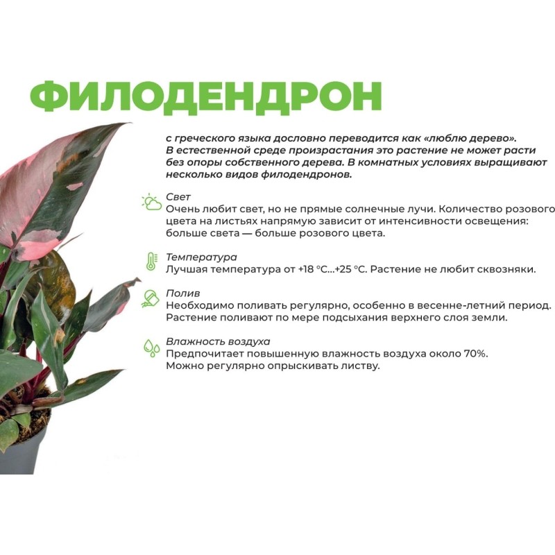 Набор из 2 растений Филодендрон Бразилия в тех.горшке дм 6 см, РМ56-2