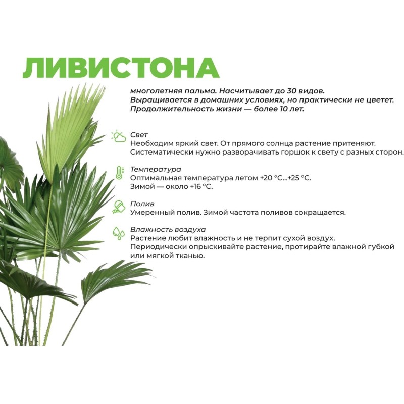 Ливистона ротундифолия в тех.горшке дм 14 см выс 35-40 см, РС111