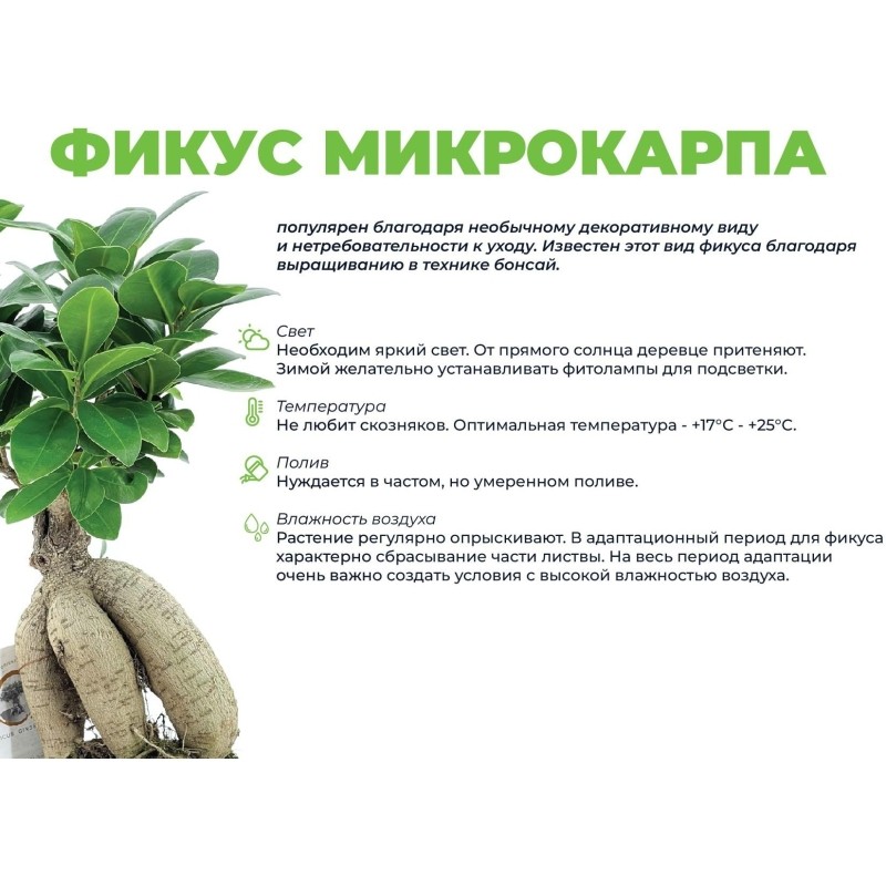 Фикус микрокарпа в кашпо Росси 1.9л цвет черный, выс 30-35 см, РС00056.06