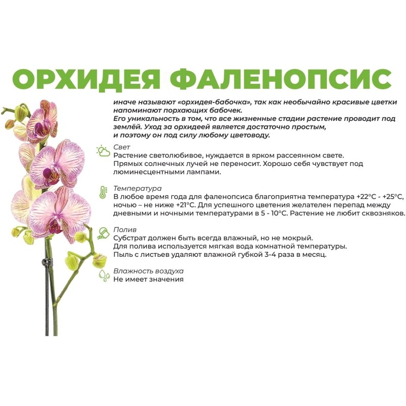 Орхидея Фаленопсис Баблз 3 ветки в керамическом кашпо, РО4