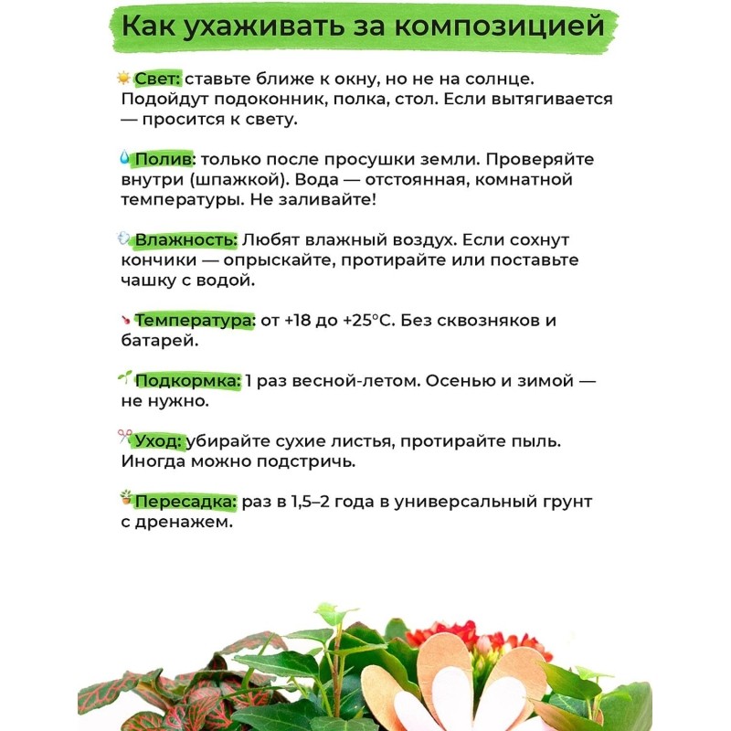 Композиция растений Хамедорея, Калатея, Фиттония в белом кашпо, Smarts-12