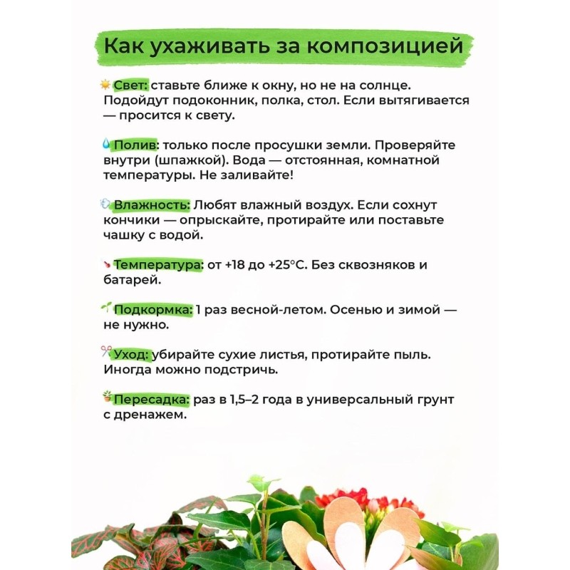 Композиция растений Калатея, Хамедорея, Хедера микс в бел кашпо, Smarts-19