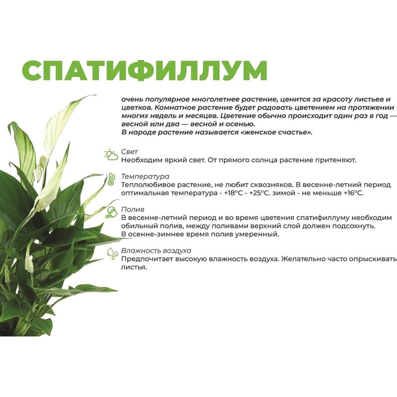 Спатифиллум бенито в кашпо Росси 1.9л, цвет черный выс 40-50 см, РС00024.06