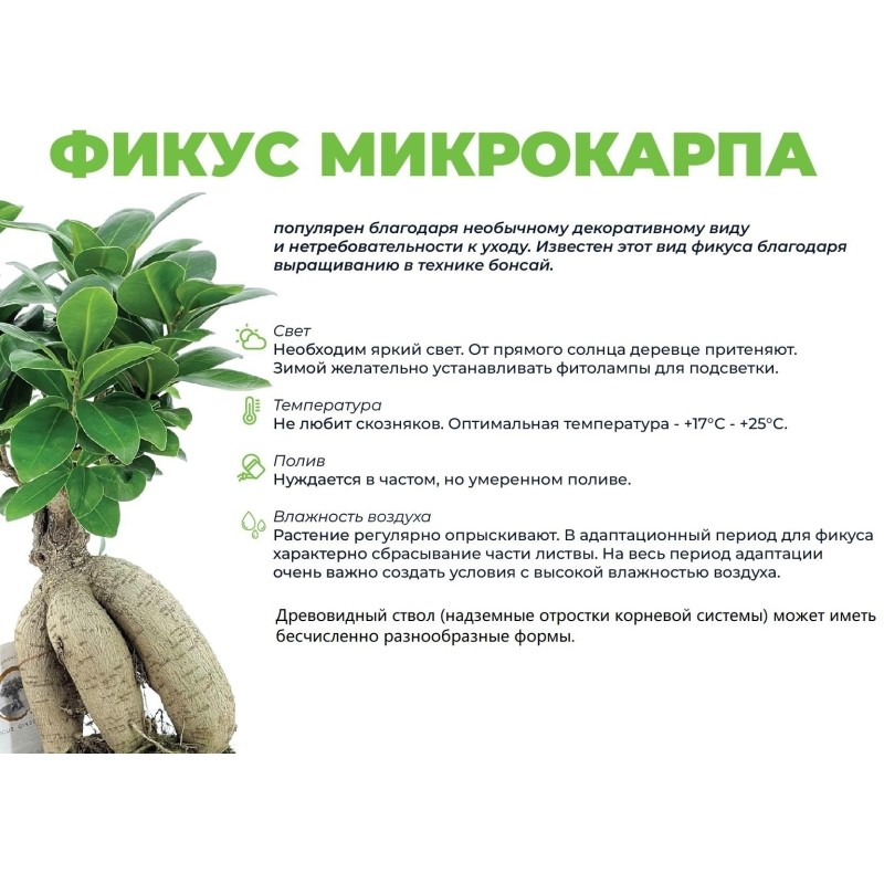 Фикус микрокарпа 11 в кашпо Oslo цвет белый, РС00056ОБ