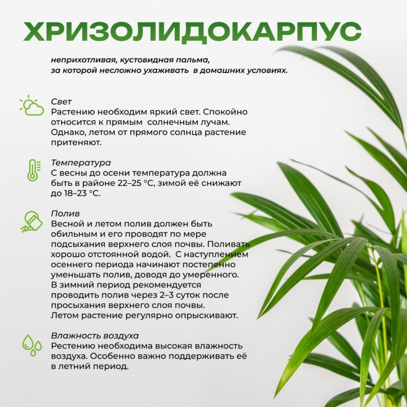 Набор из 3х растений Хризалидокарпус 12 в тех. горшке, РСК12