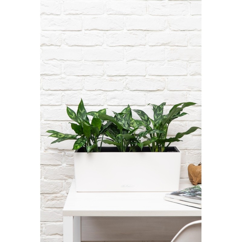Аглаонема Мария BALCONERA COLOR 50/45 см Белый