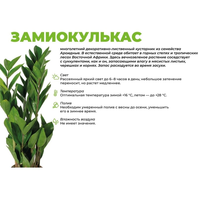 Замиокулькас в кашпо Росси 1.9л желтый, выс 30-40 см, РЗ-001.02